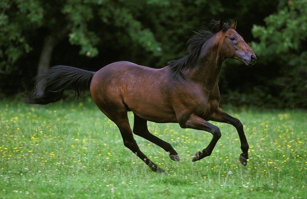 English thoroughbred horse