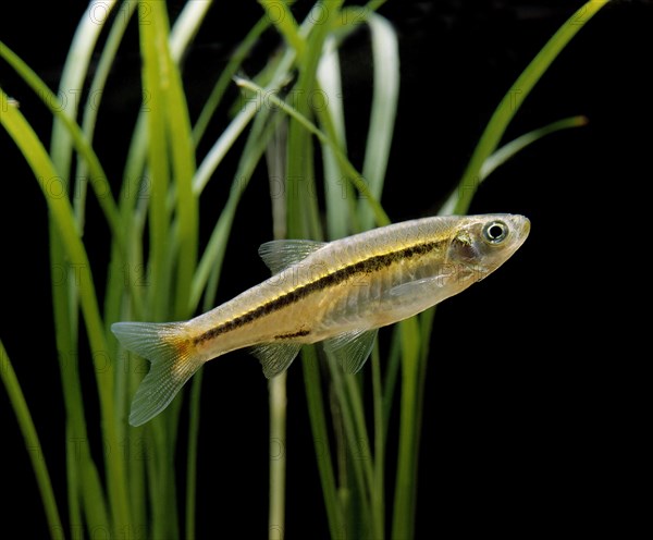 Red-tailed Rasbora