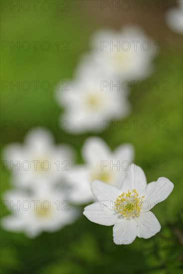 Wood anemone