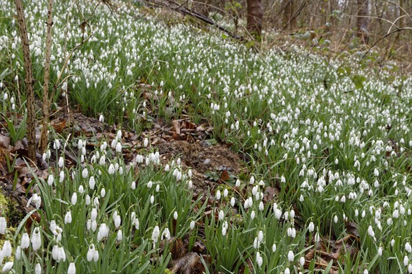Common snowdrop