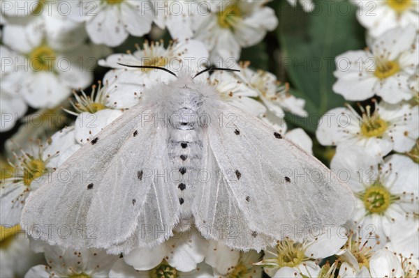 Moss rubber moth