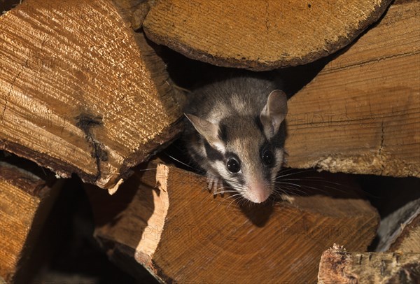 Garden dormouse
