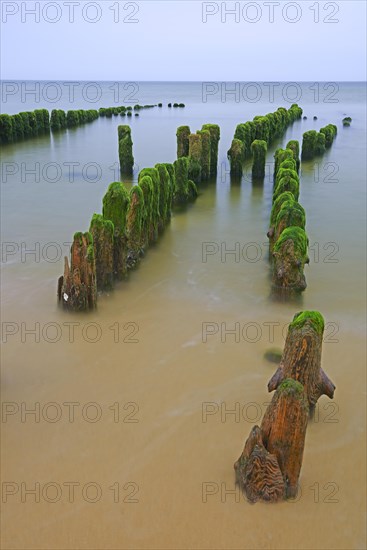 Algae-covered groynes in the early morning on the beach of Rantum