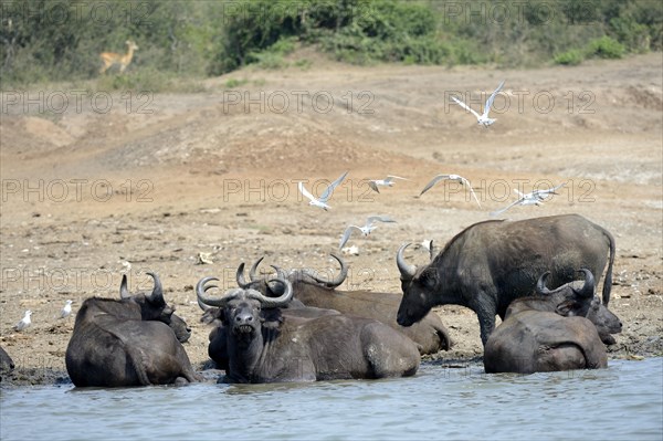 Cape buffalo