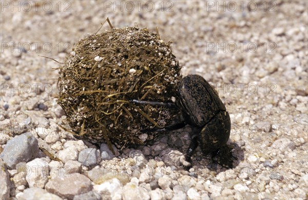 Dung Beetle
