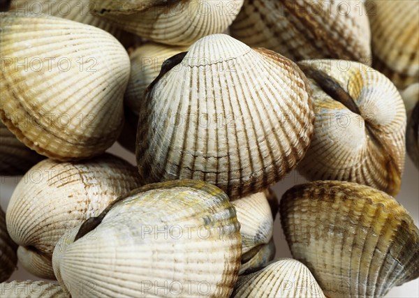 Common Cockle