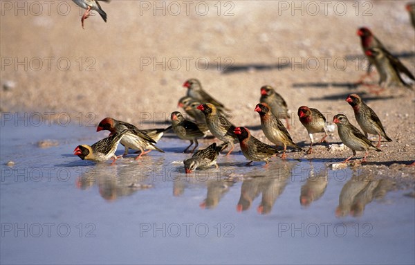 Red Billed Quelea