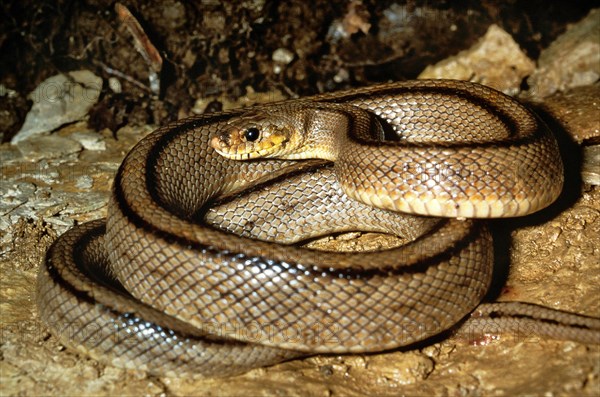 Ladder snake