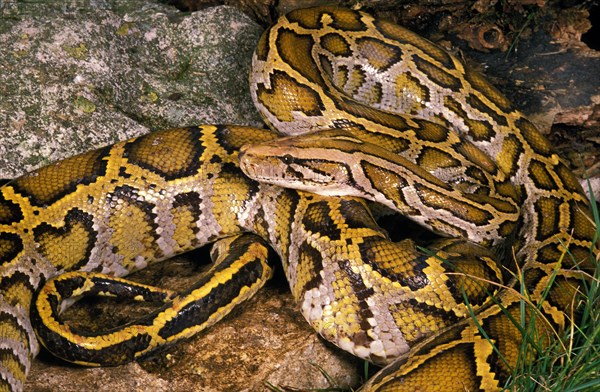 INDIAN Indian python