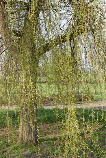 Weeping willow