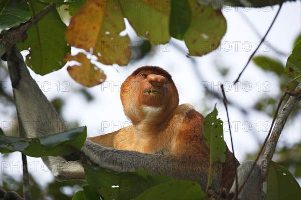 Proboscis monkey