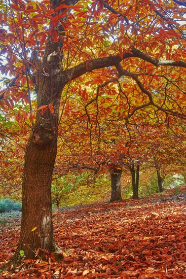 Autumn