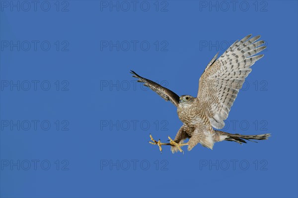 EUROPEAN SPARROWHAWK