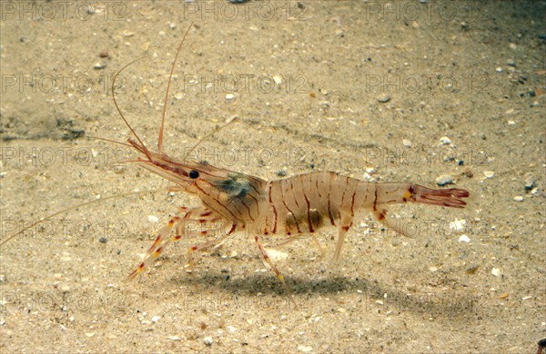 Common Palaemon sp.