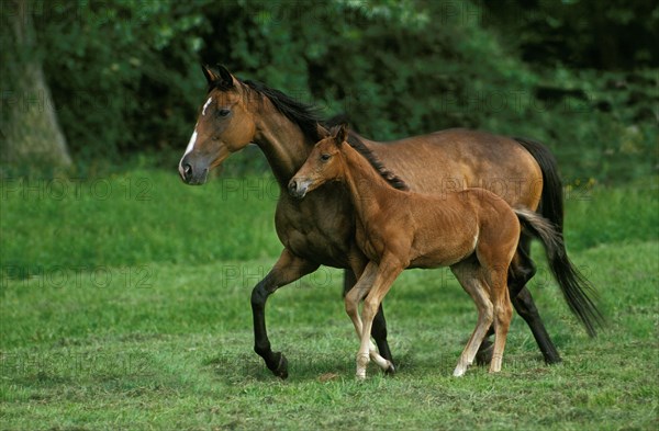 English thoroughbred horse