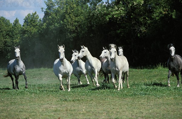 Lipizzaner horses