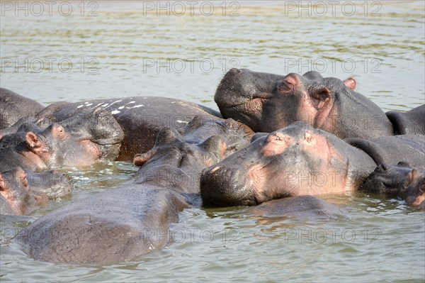 Hippopotamus