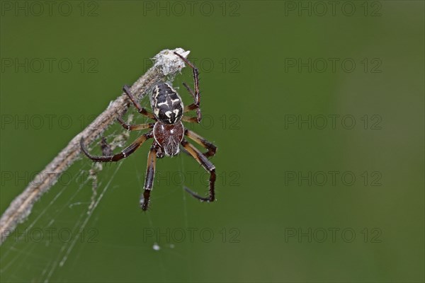 Reed wheel spider