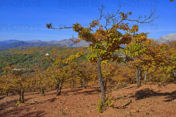 Autumn