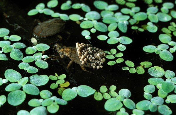 Water bug