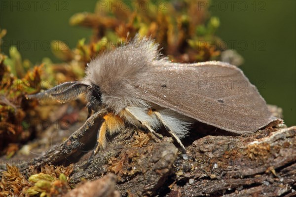 Moss rubber moth