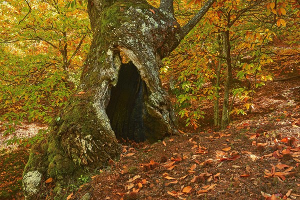 Autumn