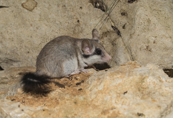 Asian garden dormouse