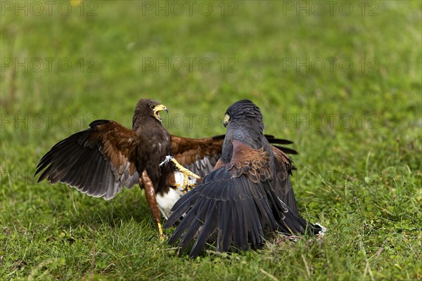 Harris's hawk