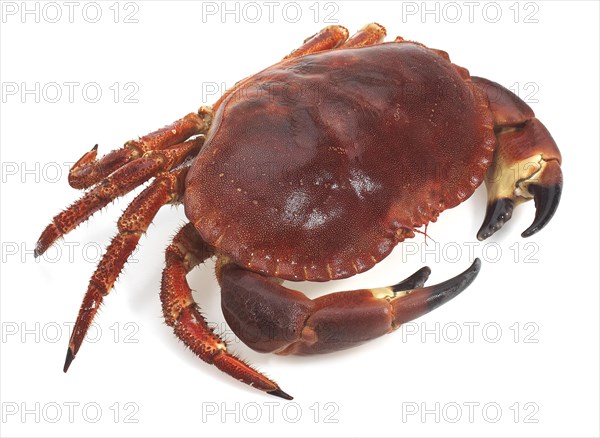 Fresh edible crab