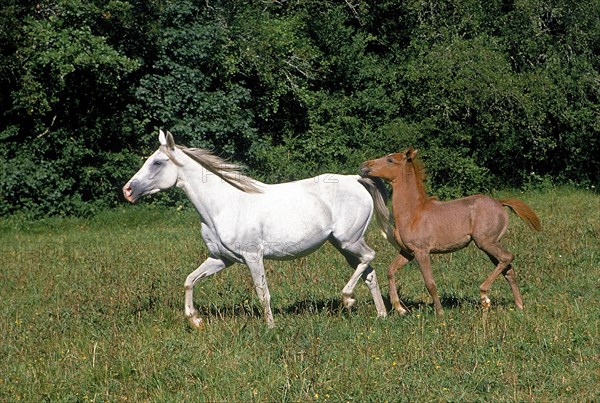 ARABIAN HORSE