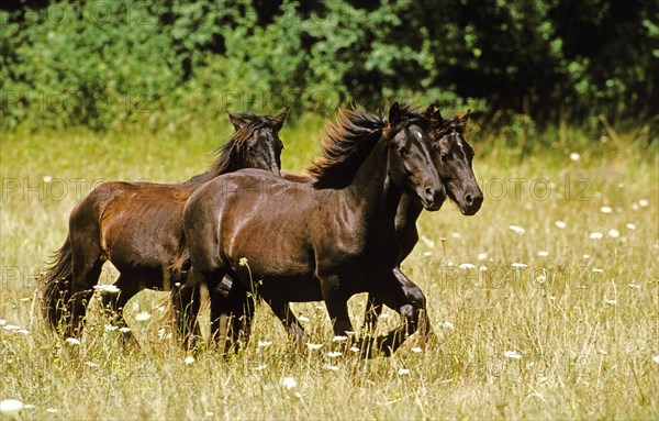 Merens horses