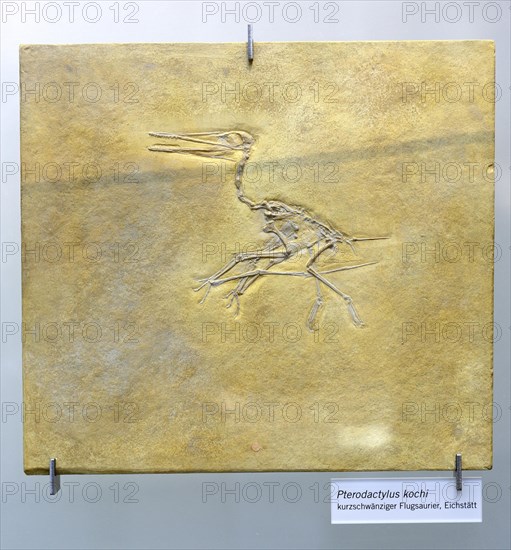 Fossilisation of a short-tailed pterosaur