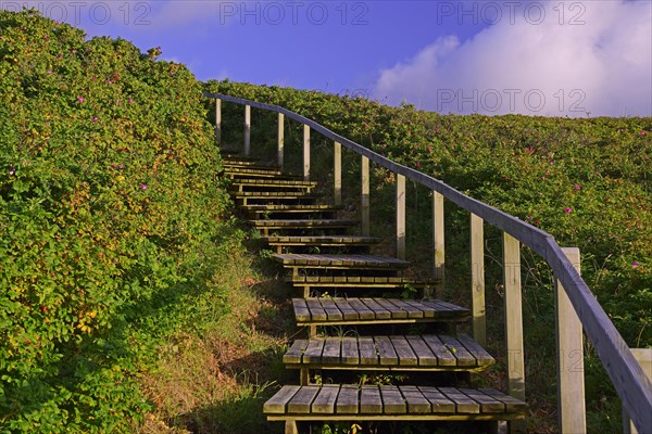 Access to the beach through the dunes of Rantum