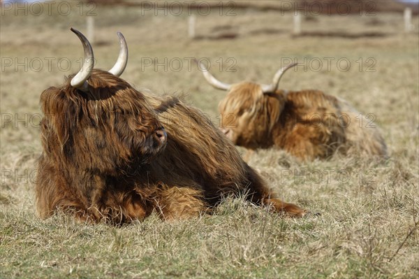 Scottish Highland Cattle on pasture