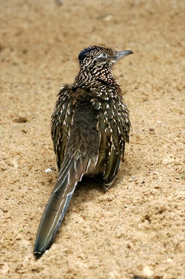 Race Cuckoo