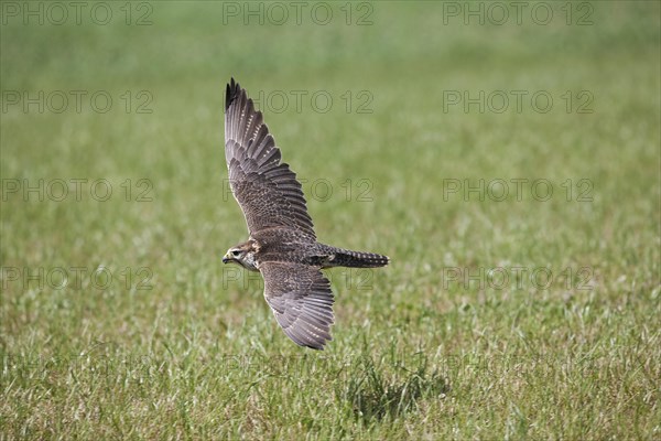 Saker falcon