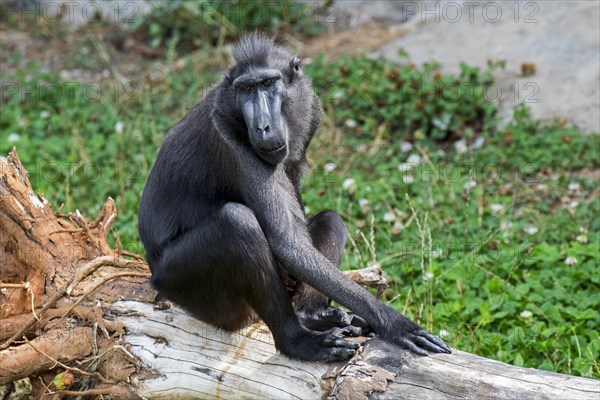 Celebes crested macaque