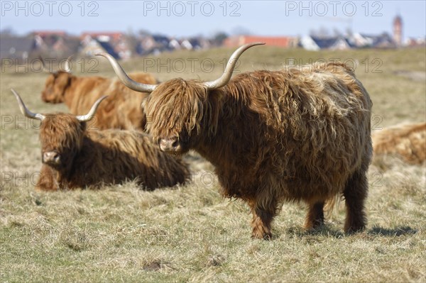 Scottish Highland Cattle on pasture