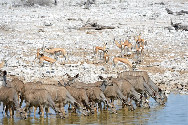 Greater kudu