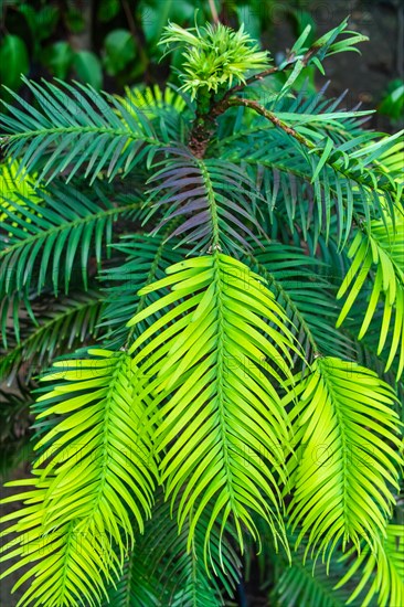 Wollemia nobilis Wollemi Wollemia