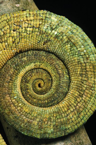 Parson's chameleon