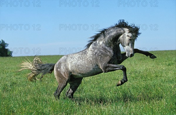 Lusitano stallion