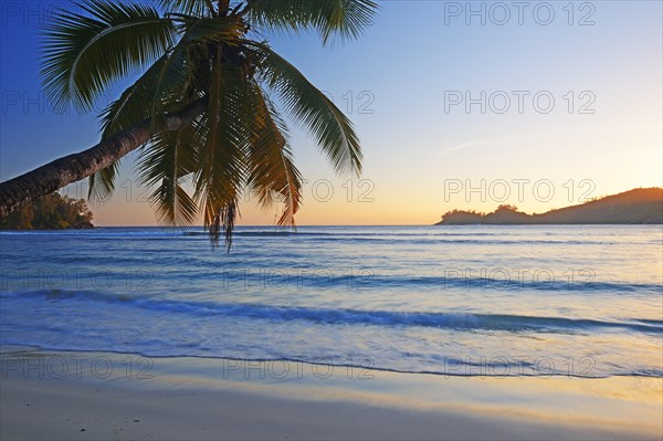 Overhanging coconut palm on the beautiful bay of Baie Lazare