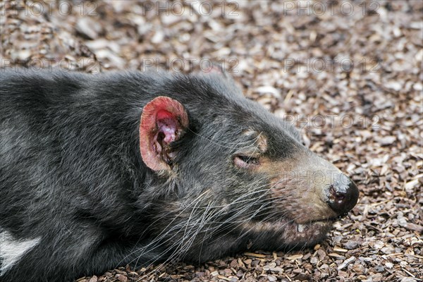 Sleeping Tasmanian devil