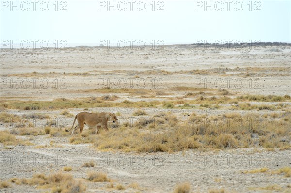 Lion