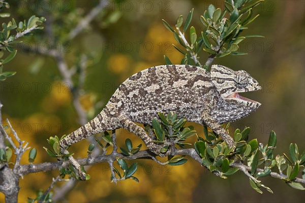 Mediterranean chameleon