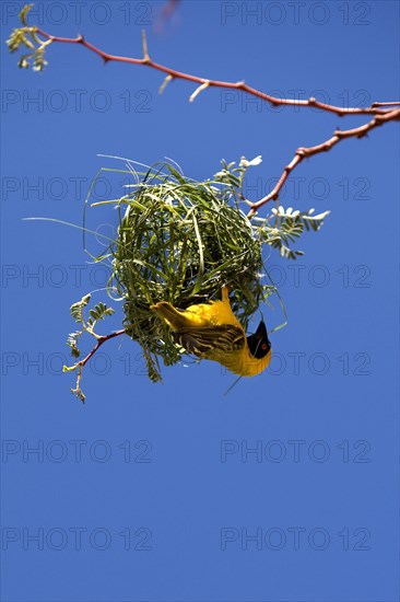Southern Masked Weaver