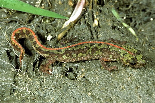 Marbled newt
