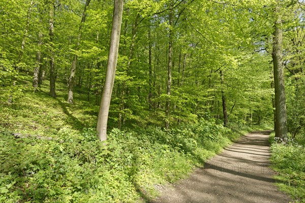 Forest path through copper beech forest