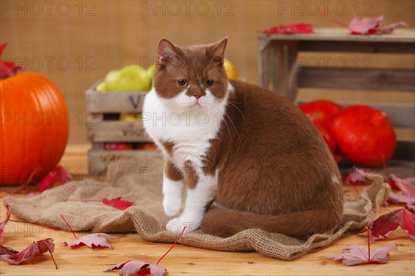 British shorthair